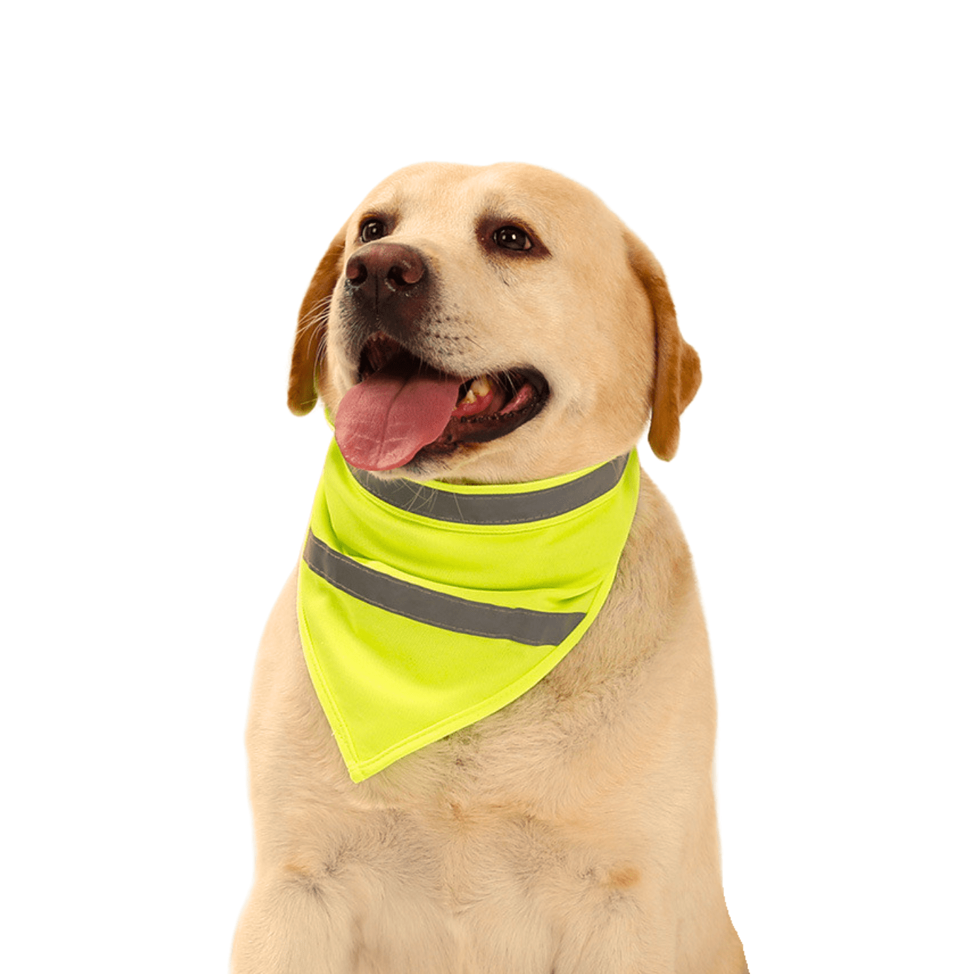 Heijastava huomiohuivi - Tukkukoira