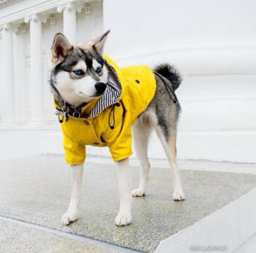 Keltainen sadetakki koiralle - Tukkukoira