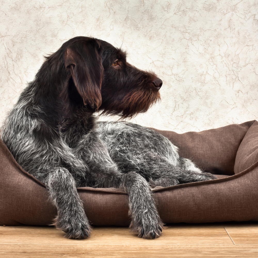 Parhaat materiaalit koiran petiin - Top 3 materiaalia