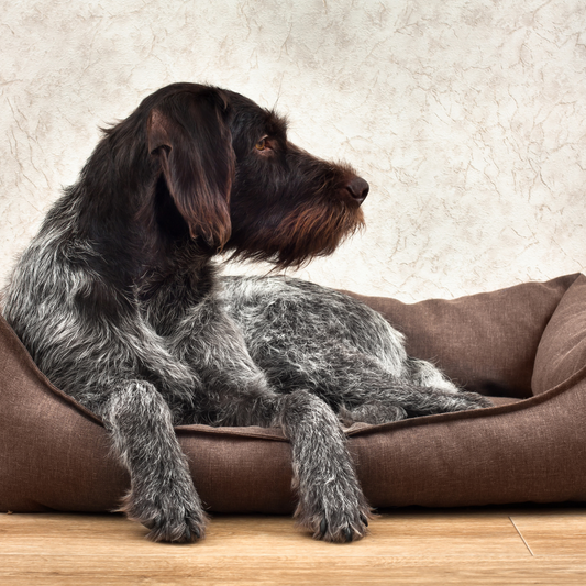 Parhaat materiaalit koiran petiin - Top 3 materiaalia