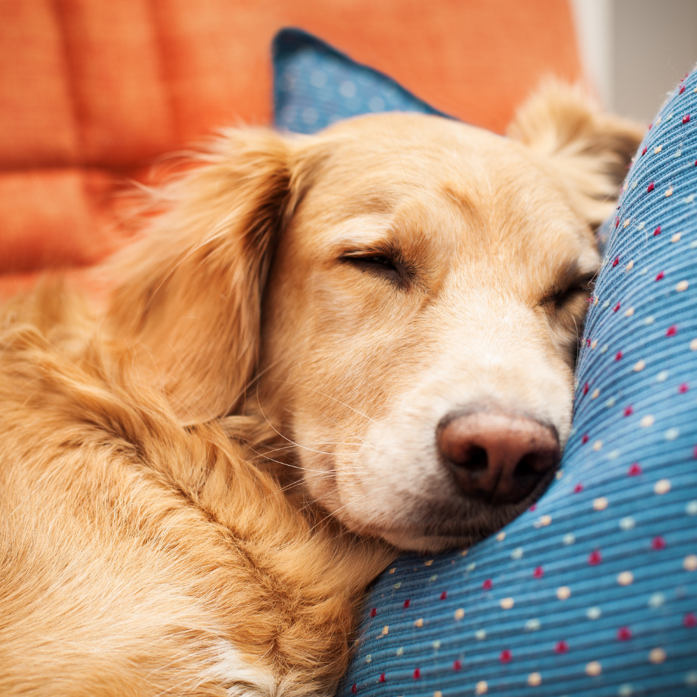 Unohda yöuniesi häiritseminen, nuku sikeästi näillä ohjeillamme