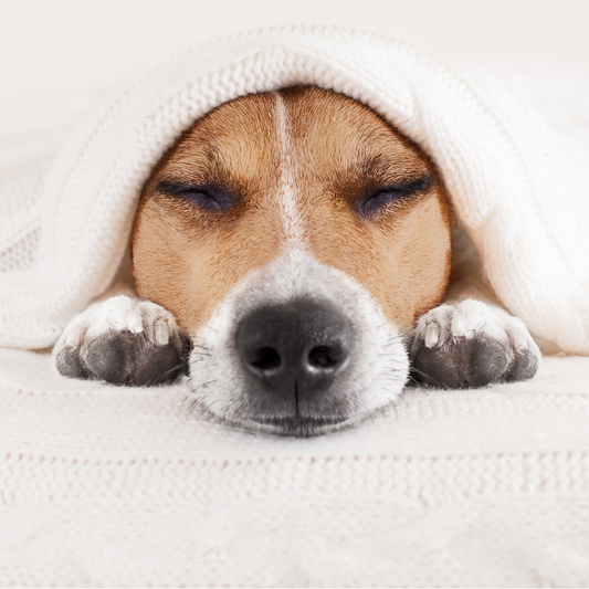 CozyCave™ luolapeti innostaa huipputason koiranuneen ja tukee terveyttä