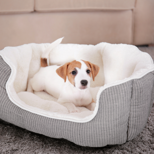 Näin päädyt valitsemaan täydellisen koiran pedin askel askeleelta