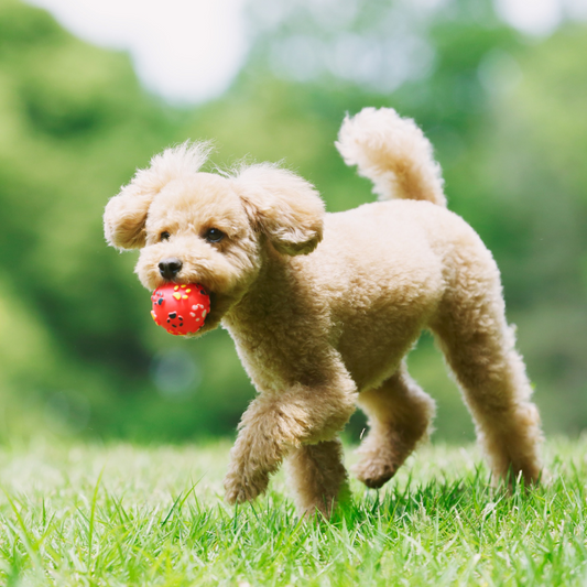 Koiran parhaat aktivointilelut: Kuinka hajuaisti ja kohonnut aktiivisuus saadaan liikkeelle palloilun kautta