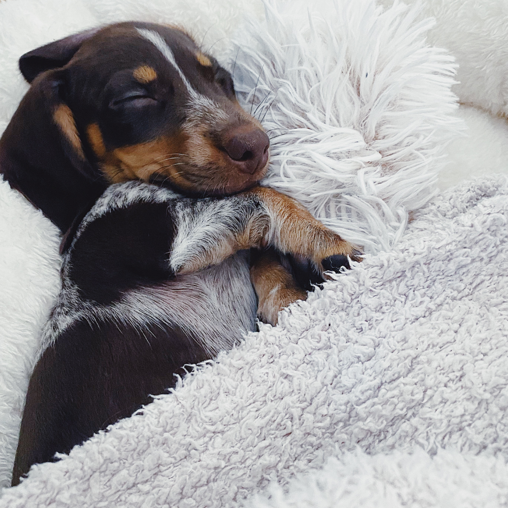 CozyCave™ luolapedin vaikutukset koiran petin valinnassa unen ja terveyden edistämiseksi