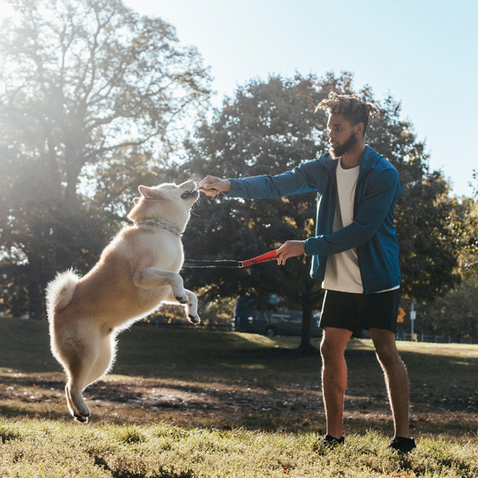 Aktivointi Koiran Lelujen Avulla: Tehokas Koiran Pallo ja Aktiivisuuden Lisääminen
