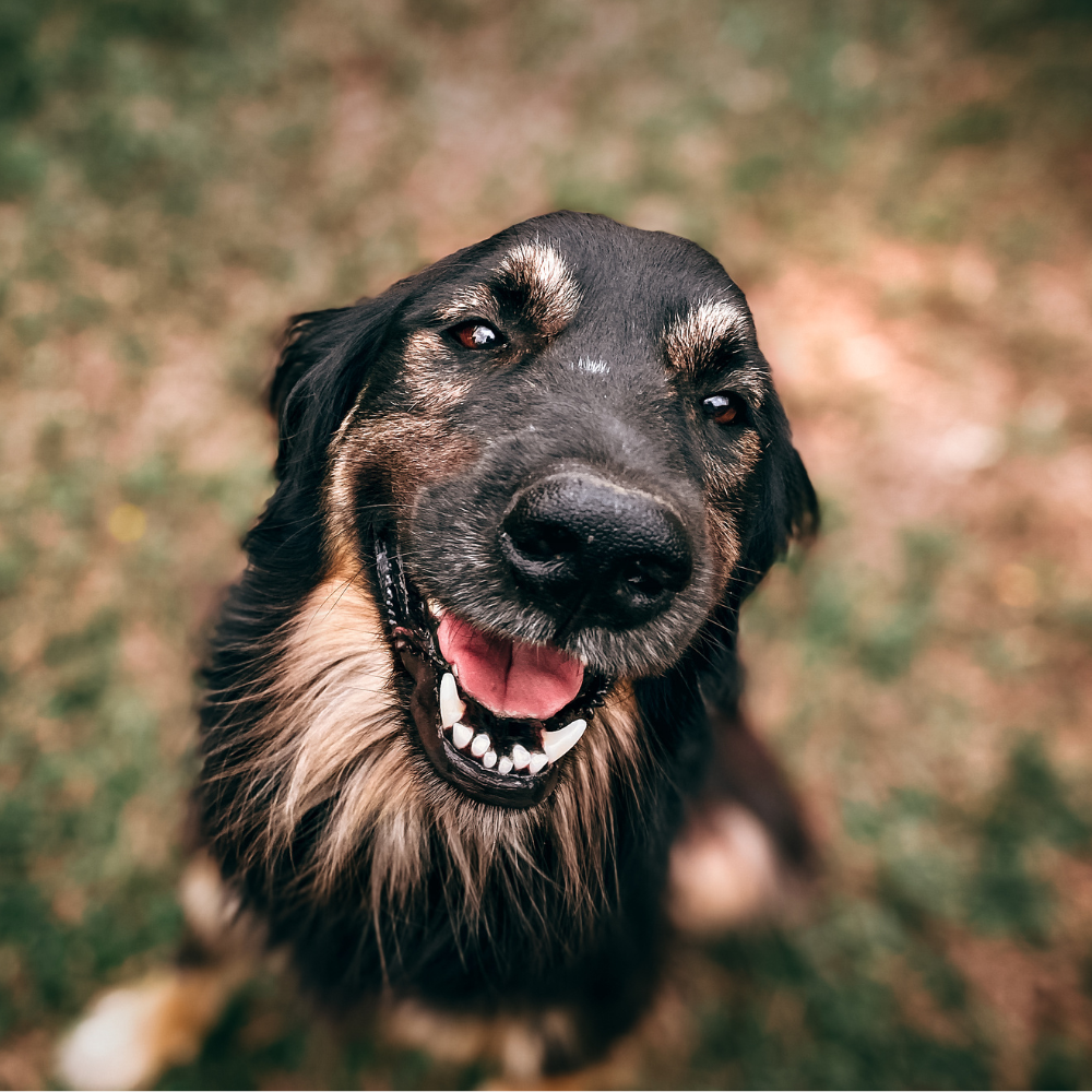 Tee-se-itse: Koiran pedit - Helppoja tapoja valmistaa optimaalinen pesä