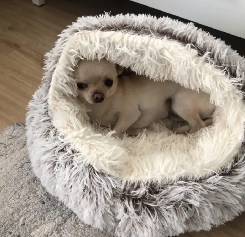 Kattava opas koiran pedin valintaan 🐶