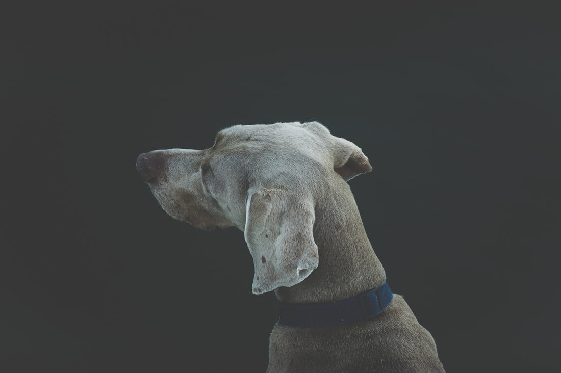 selective focus photography of short-coated white and tan dog