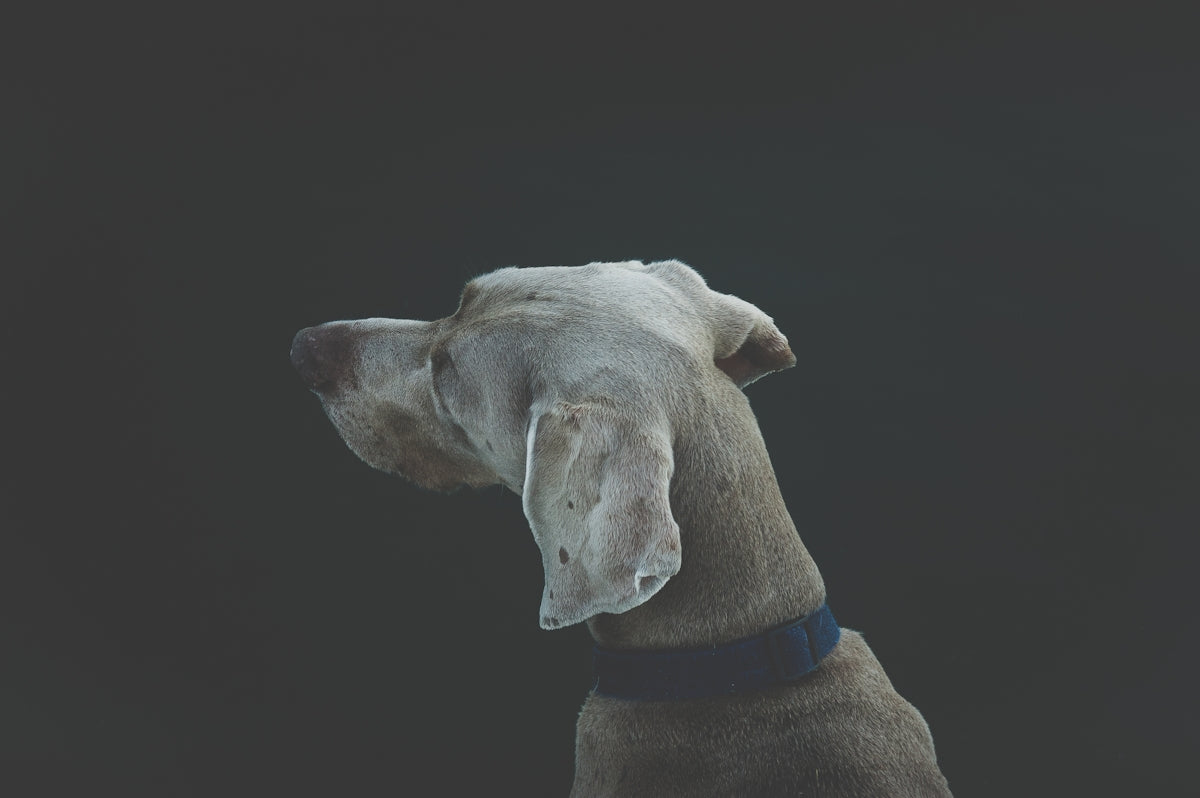 selective focus photography of short-coated white and tan dog