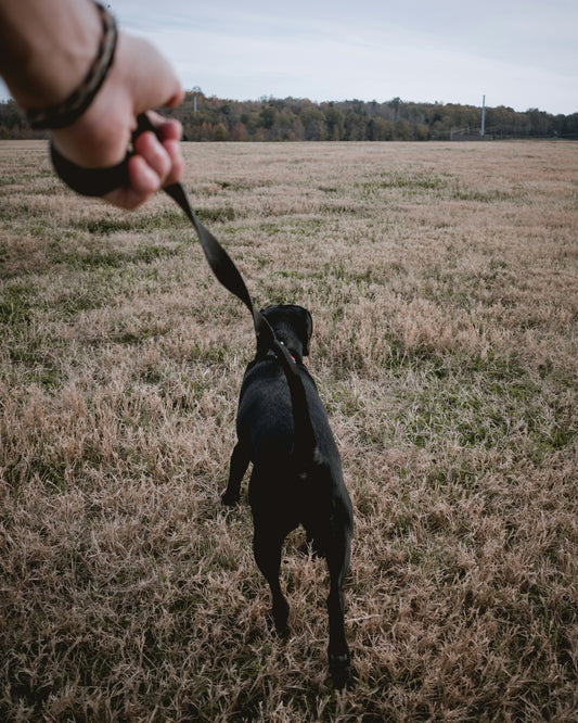 person holding black dog strap