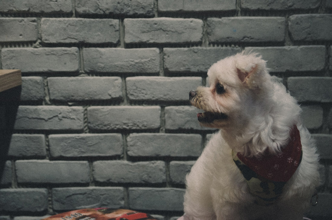 dog looking on the right side