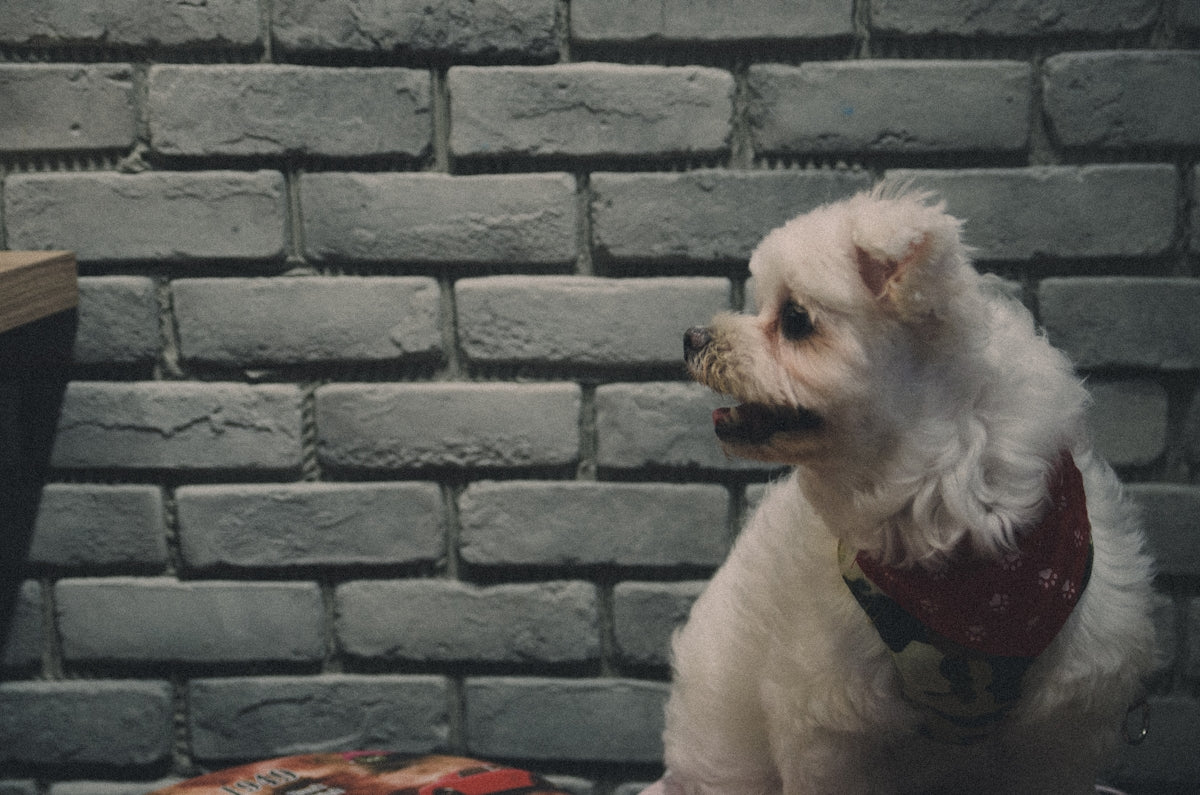 dog looking on the right side