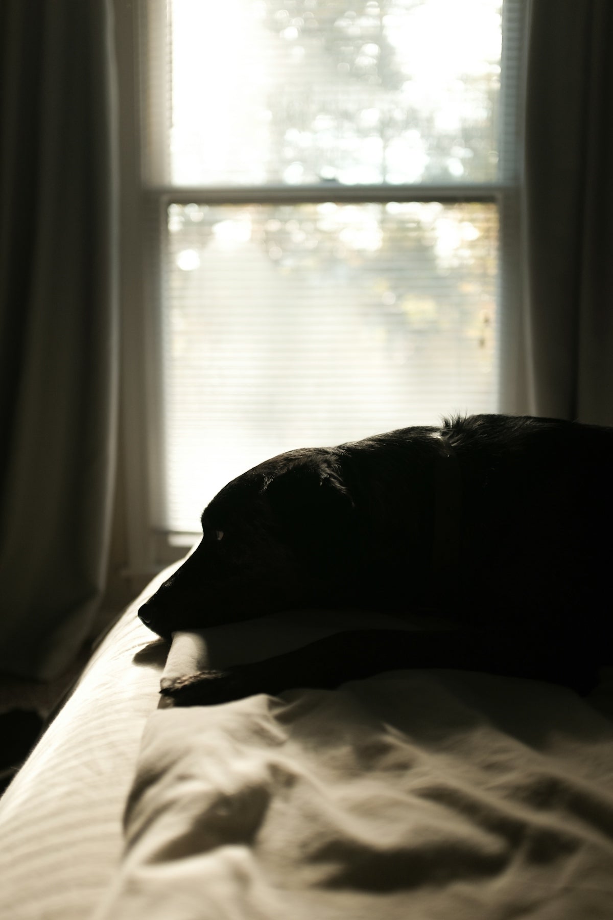 black dog on bed