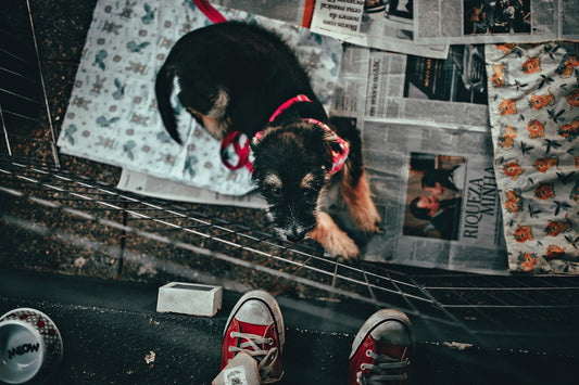 black and brown dog