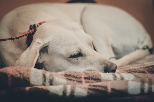 selective focus photo o dog