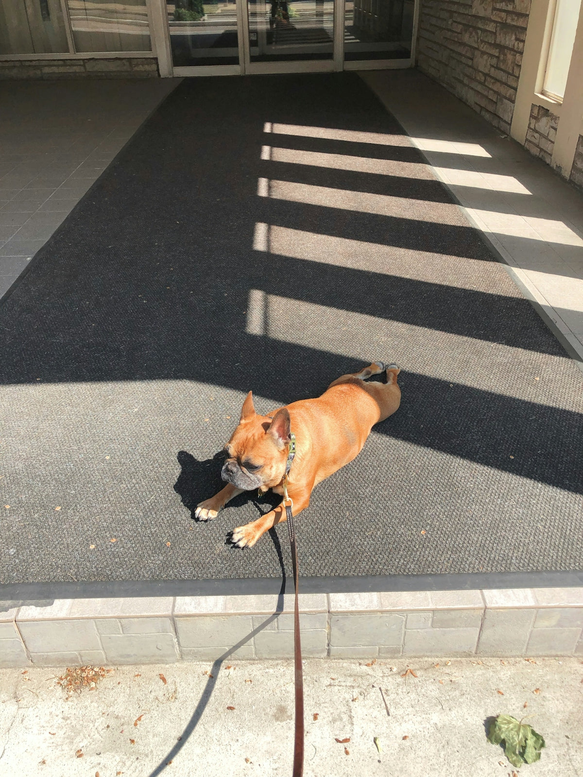 French bulldog lying on floor near curb