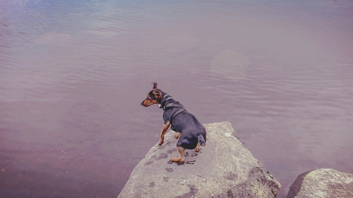 short-coated black dog