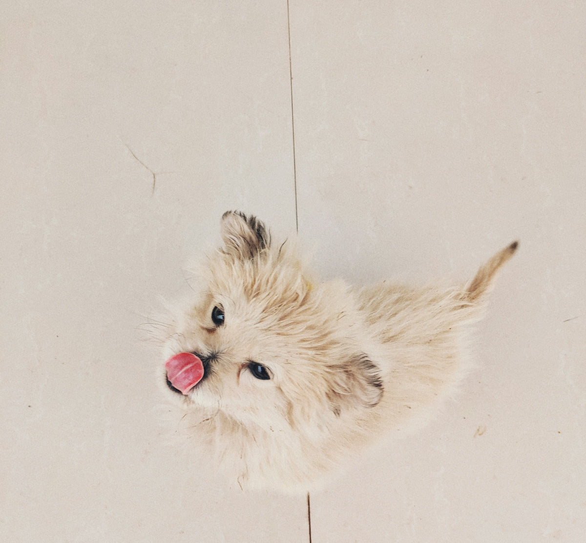 short-coated fawn puppy