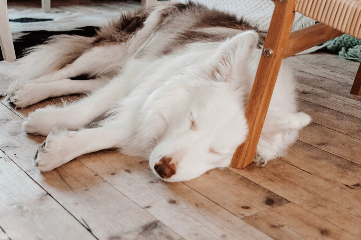 short-coated white dog close-up photography