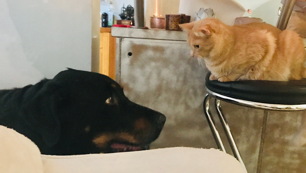 shallow focus photo of short-coated black dog in front of orange cat