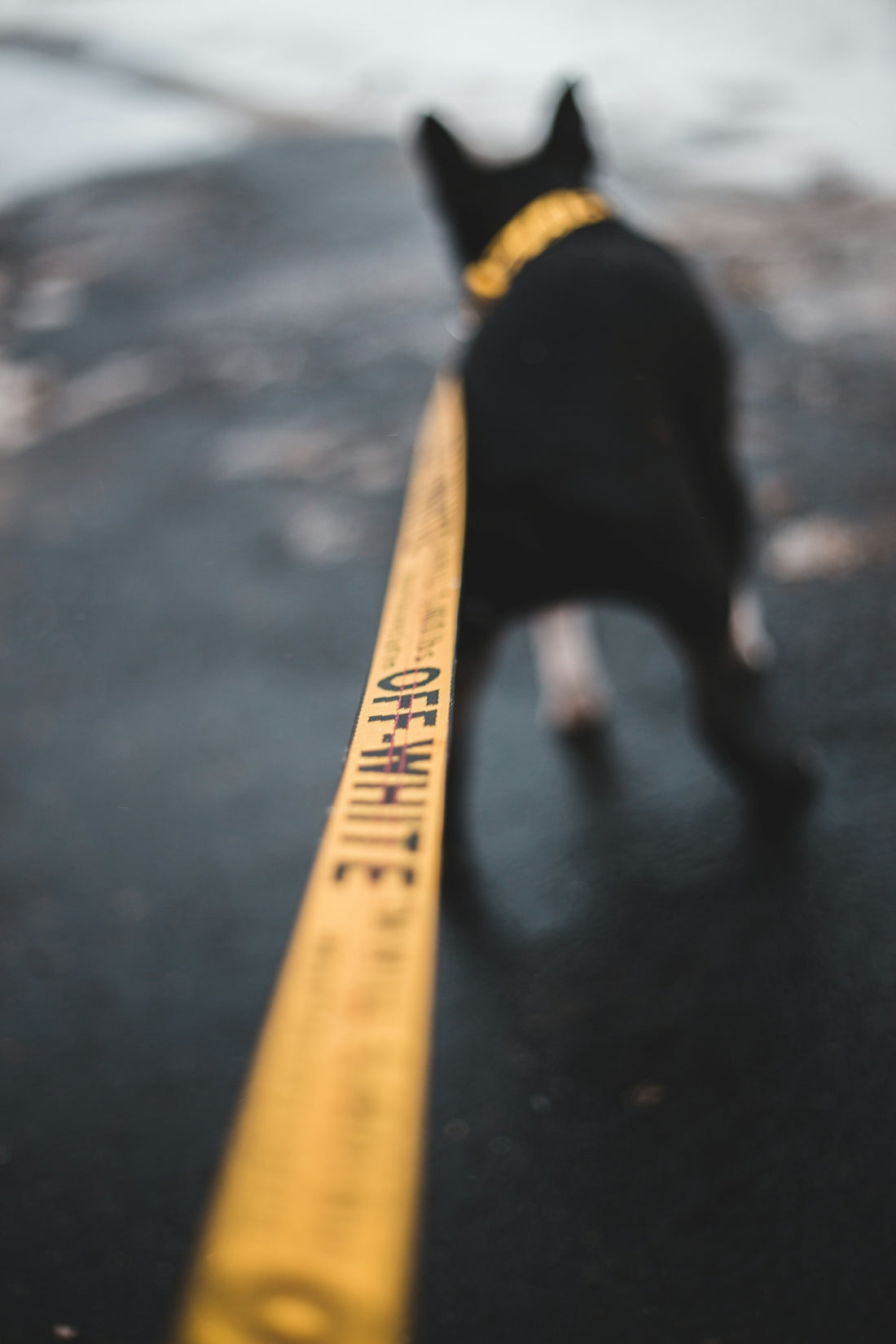 dog with off white leash