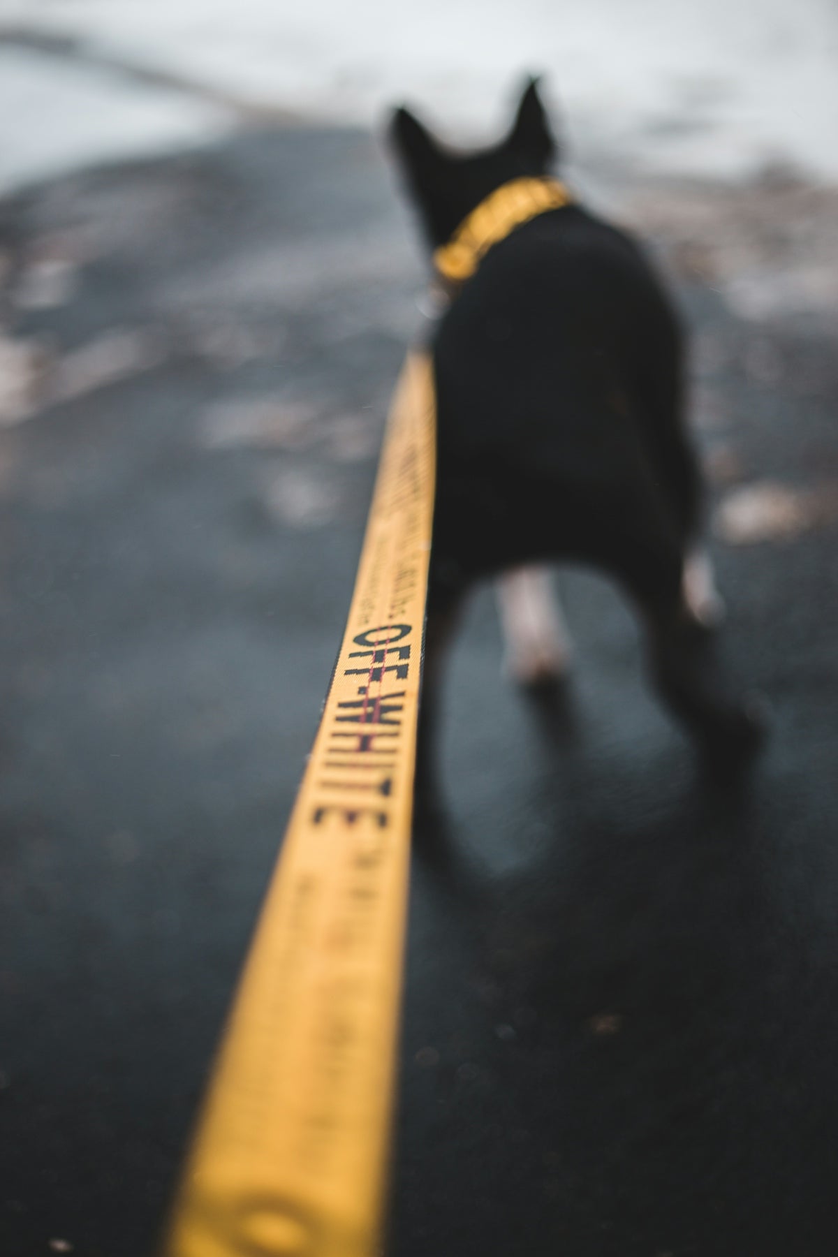 dog with off white leash