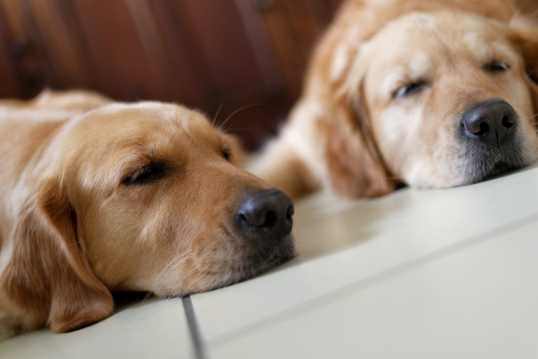 two golden retriever on floor