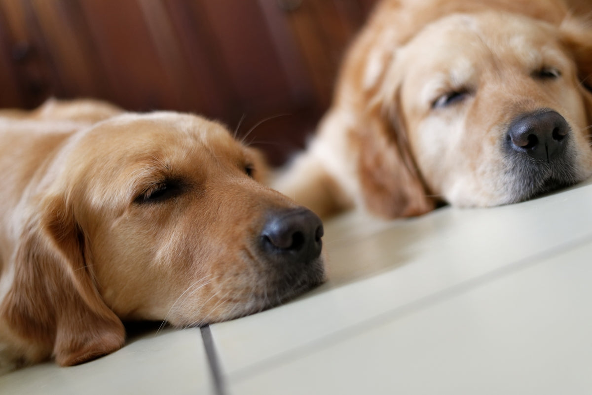 two golden retriever on floor