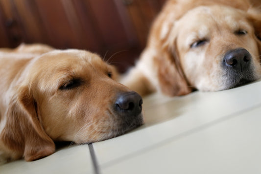 two golden retriever on floor
