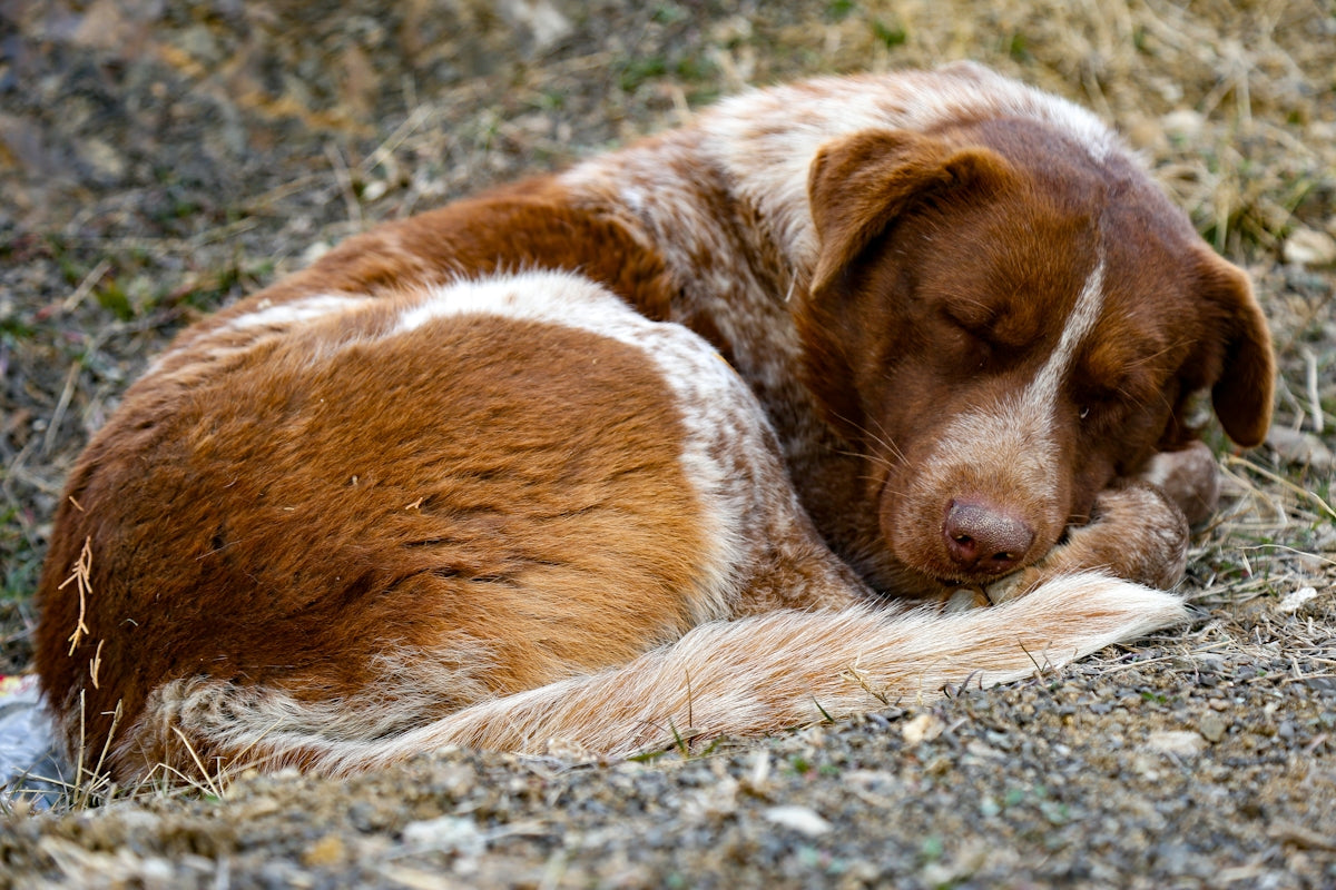 short-coated tan and white dog sleeping on the grass field