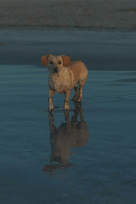 brown short coated dog on water