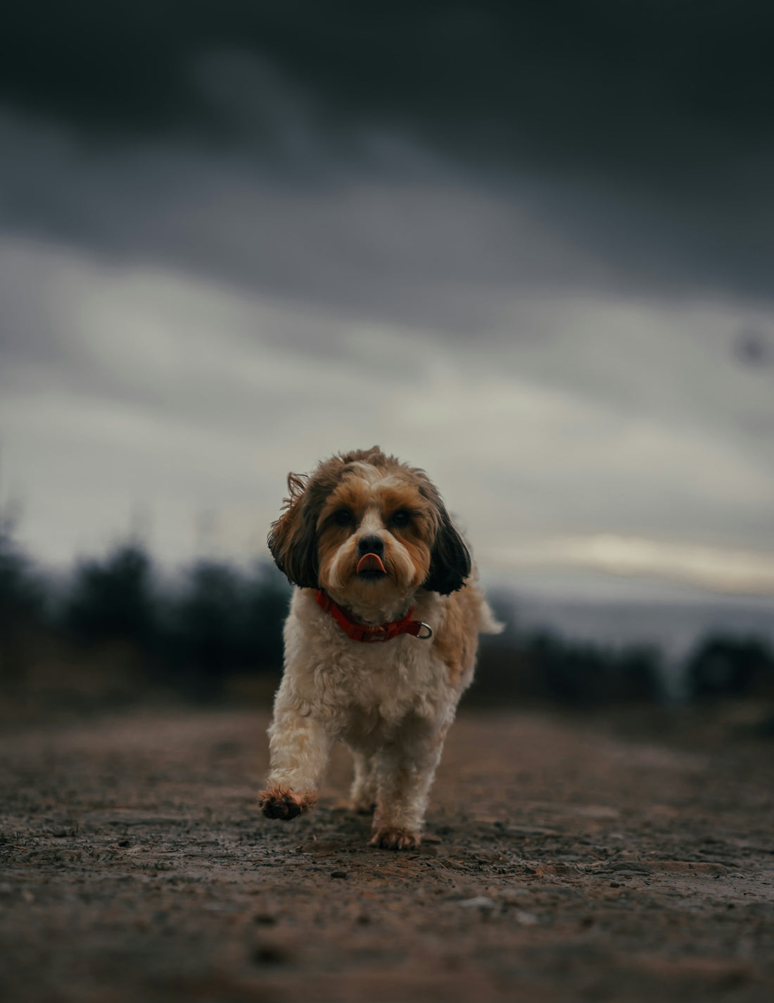 white and brown long coated small dog on brown dirt ground during daytime
