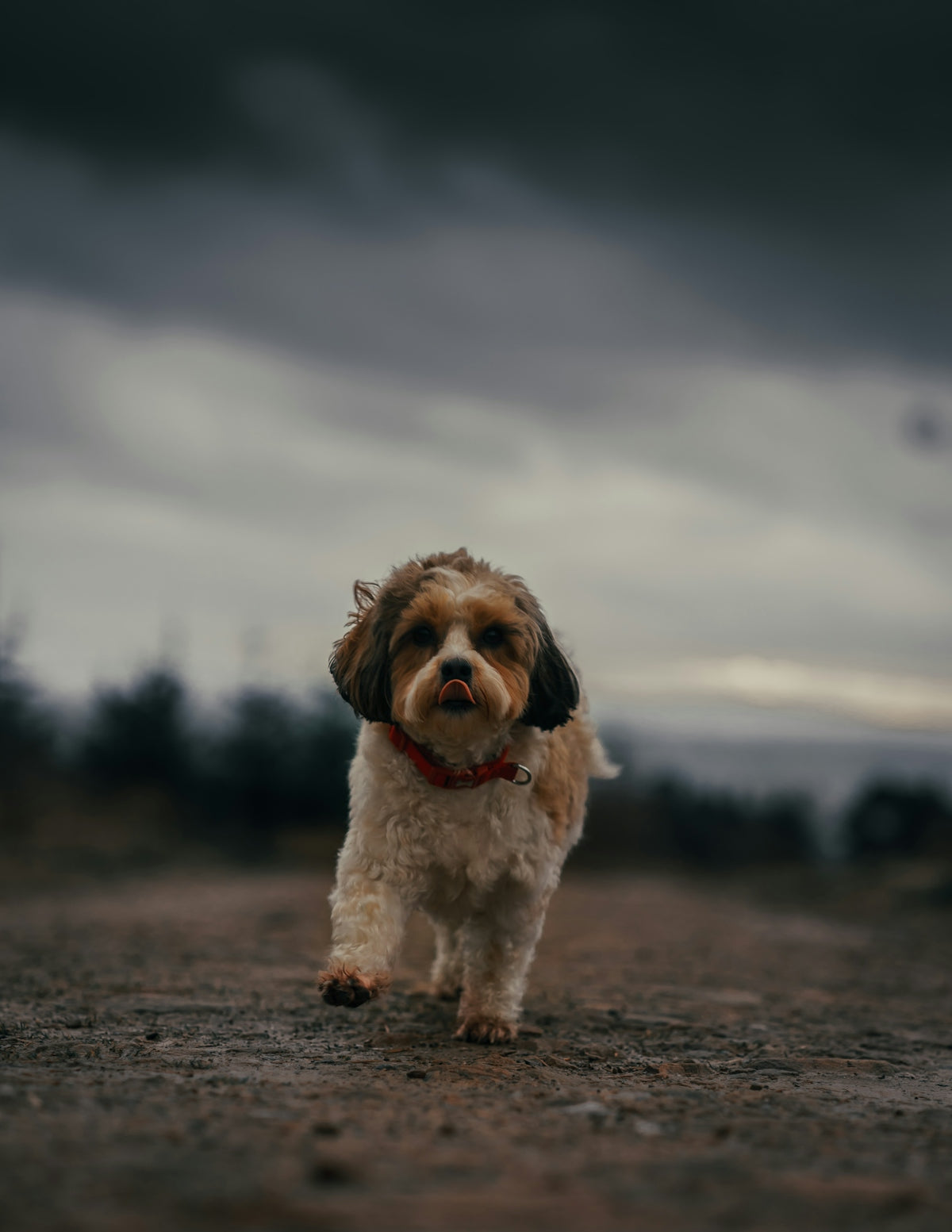 white and brown long coated small dog on brown dirt ground during daytime