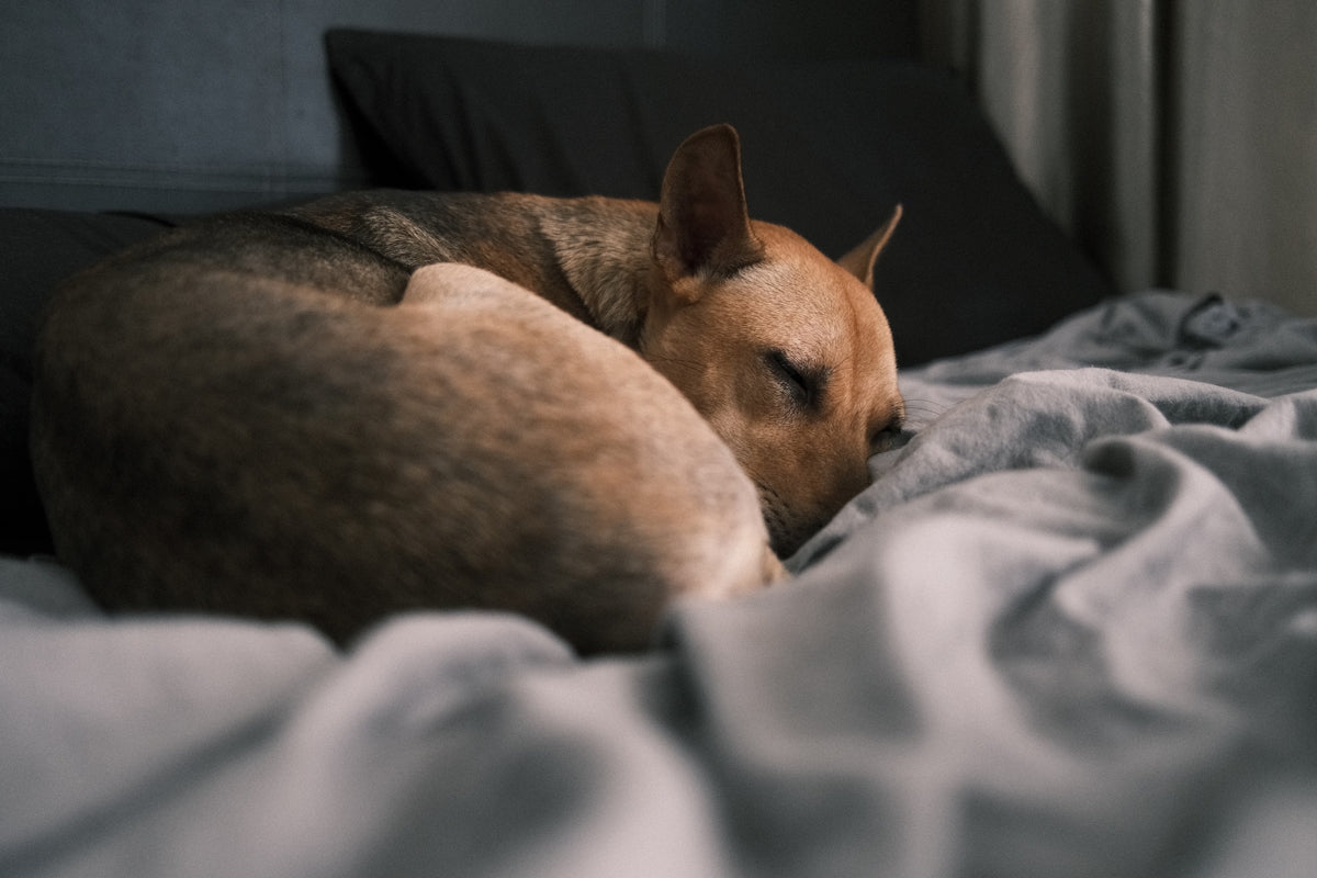 brown short coated dog lying on white and gray textile