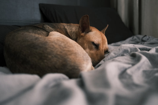 brown short coated dog lying on white and gray textile