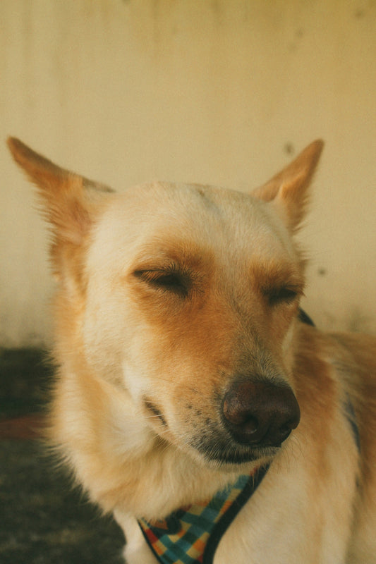 white short coated dog with brown eyes