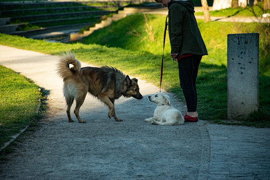 man in gray jacket and black pants walking with white dog on gray concrete road during