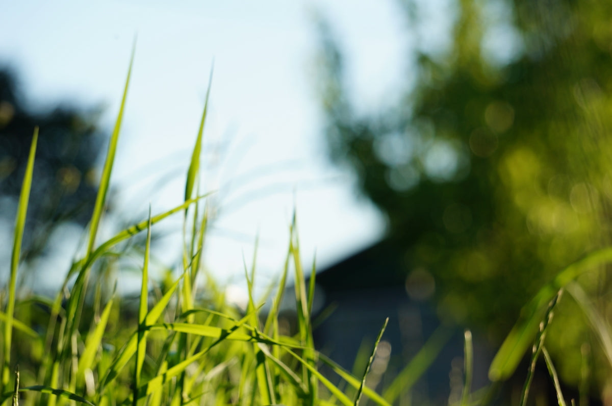 green grass field during daytime