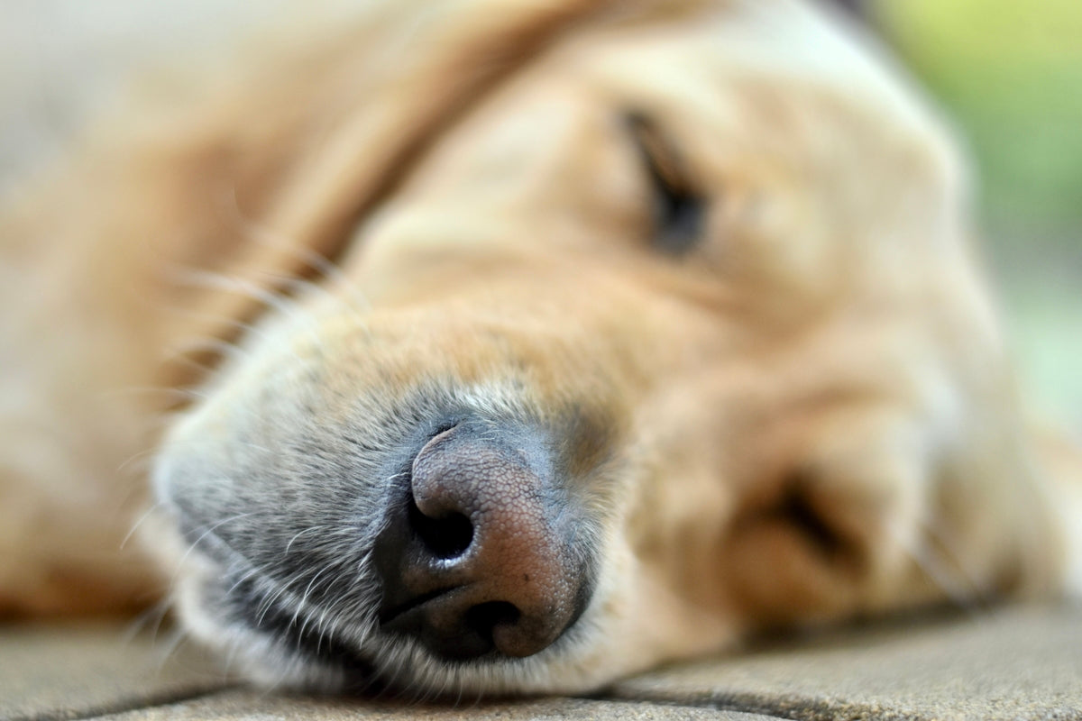 golden retriever lying on brown textile