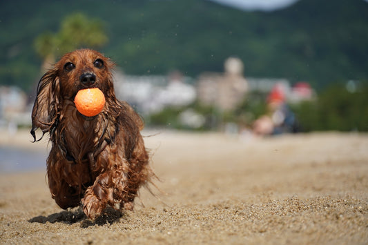 brown long coated small dog on brown sand during daytime