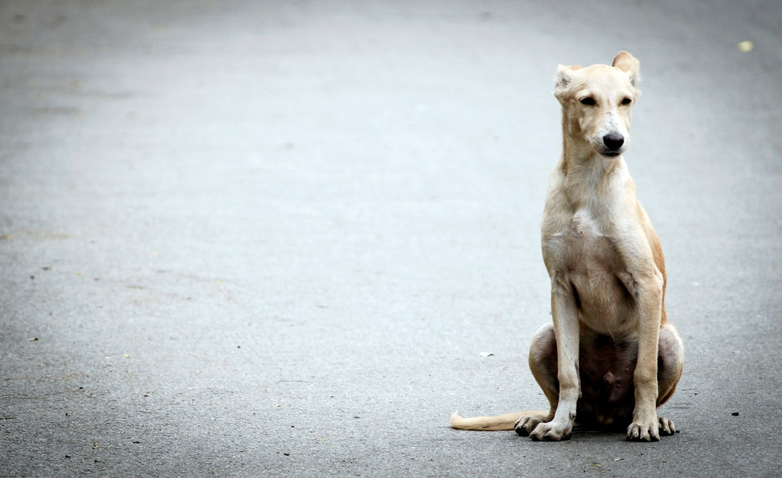 brown short coated dog sitting on gray concrete floor