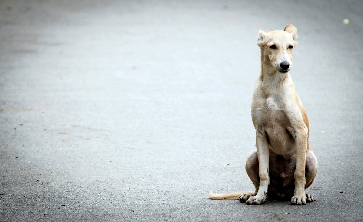 brown short coated dog sitting on gray concrete floor