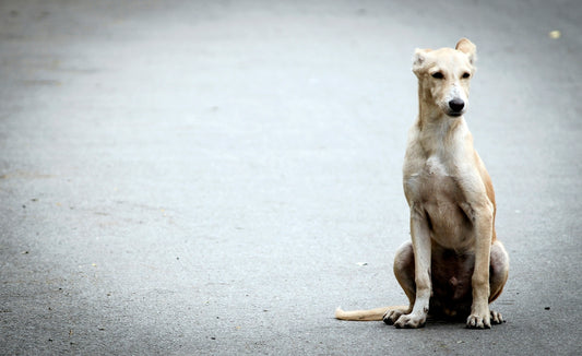 brown short coated dog sitting on gray concrete floor