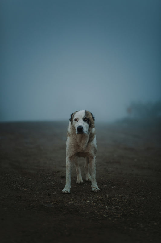 white and brown short coated dog on brown sand during daytime