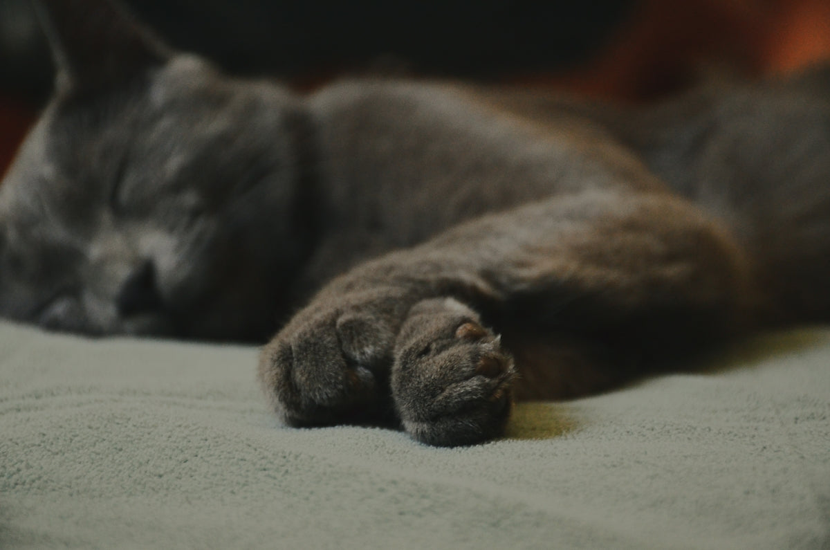 gray cat lying on white textile