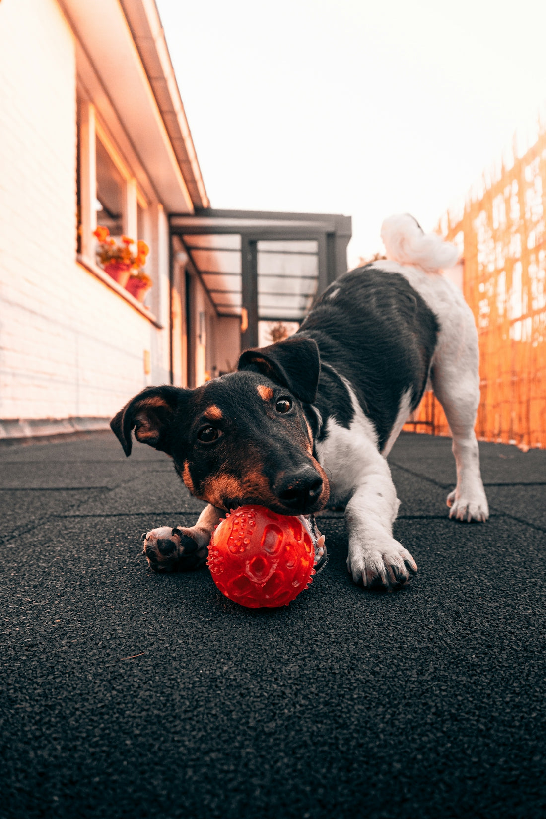 black and white short coated dog playing red ball on black carpet