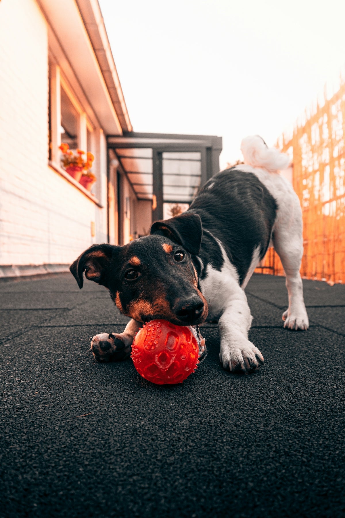 black and white short coated dog playing red ball on black carpet