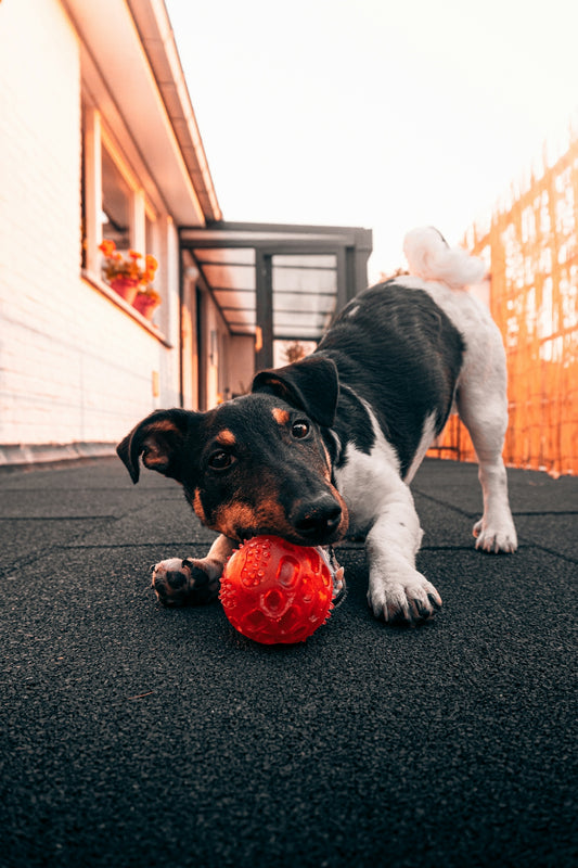 black and white short coated dog playing red ball on black carpet
