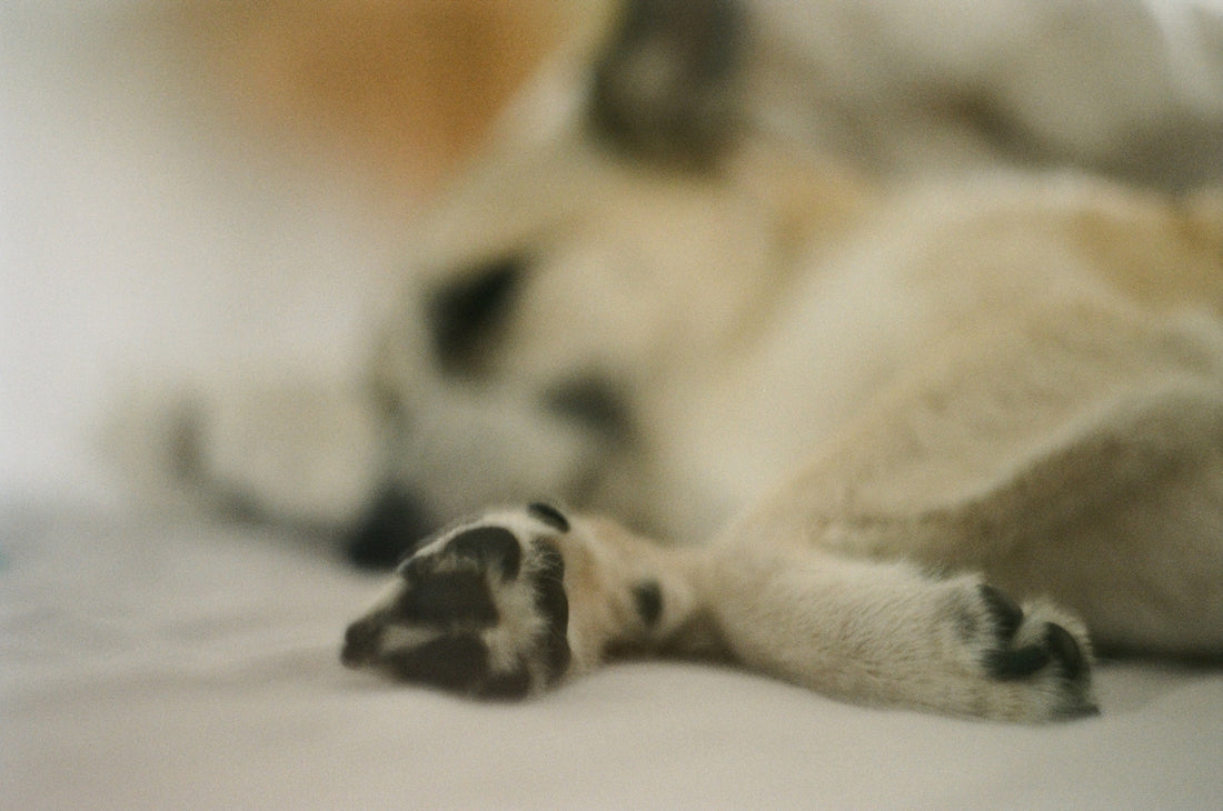 white and black short coated dog lying on white textile